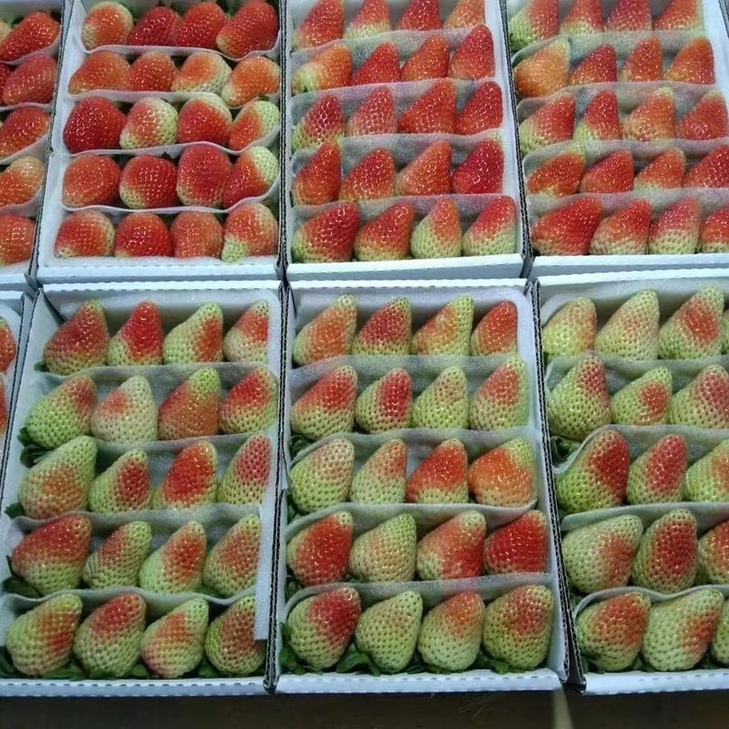 云南商用草莓，产地直供，量大质优价格优惠常年不断货