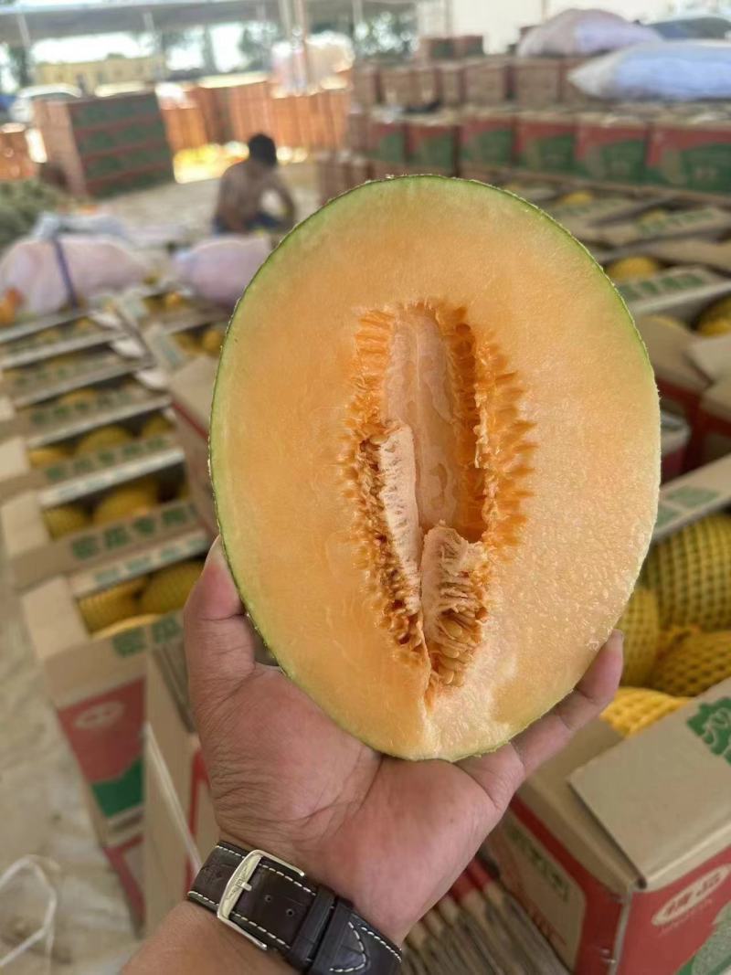 推荐，晓蜜，哈密瓜大量上市中，一手货源价格优惠！