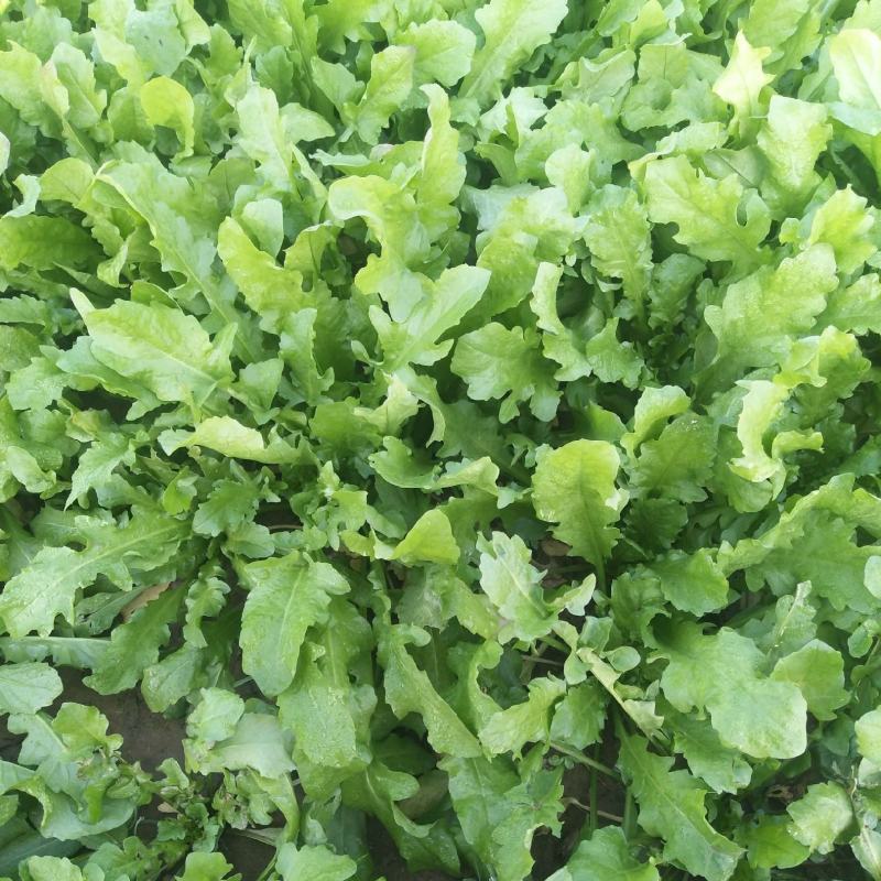 沃蔬大叶荠菜种子野生荠菜野菜地菜种籽蔬菜种子大田种子