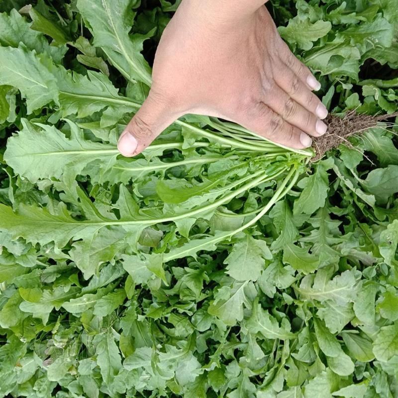 沃蔬大叶荠菜种子野生荠菜野菜地菜种籽蔬菜种子大田种子