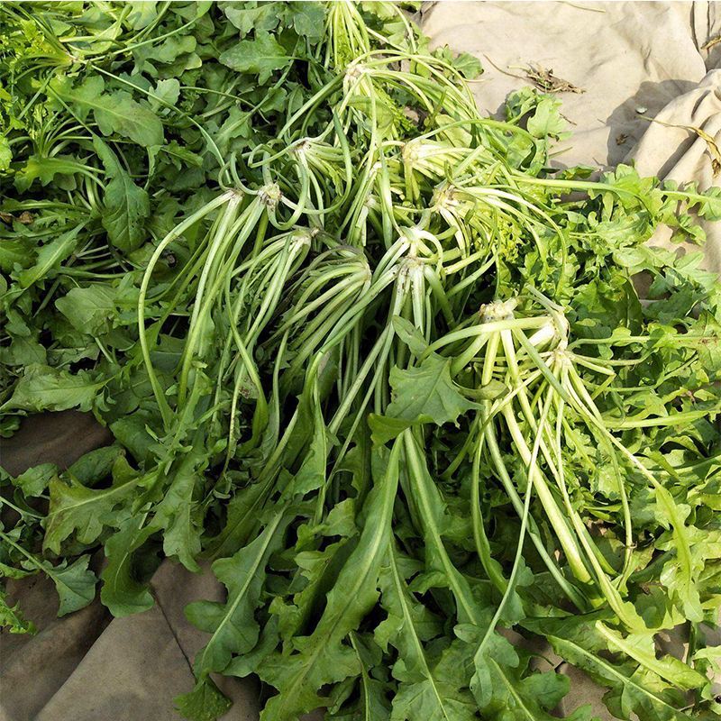 沃蔬大叶荠菜种子野生荠菜野菜地菜种籽蔬菜种子大田种子