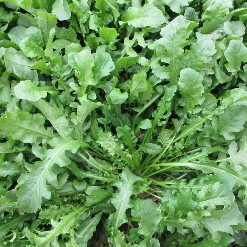 沃蔬大叶荠菜种子野生荠菜野菜地菜种籽蔬菜种子大田种子