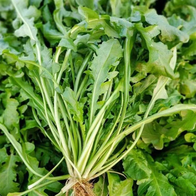 沃蔬大叶荠菜种子野生荠菜野菜地菜种籽蔬菜种子大田种子