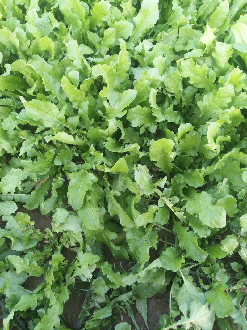 沃蔬大叶荠菜种子野生荠菜野菜地菜种籽蔬菜种子大田种子