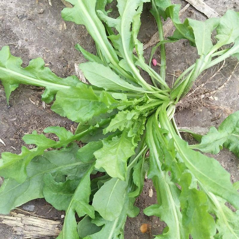 沃蔬大叶荠菜种子野生荠菜野菜地菜种籽蔬菜种子大田种子
