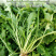 沃蔬大叶荠菜种子野生荠菜野菜地菜种籽蔬菜种子大田种子