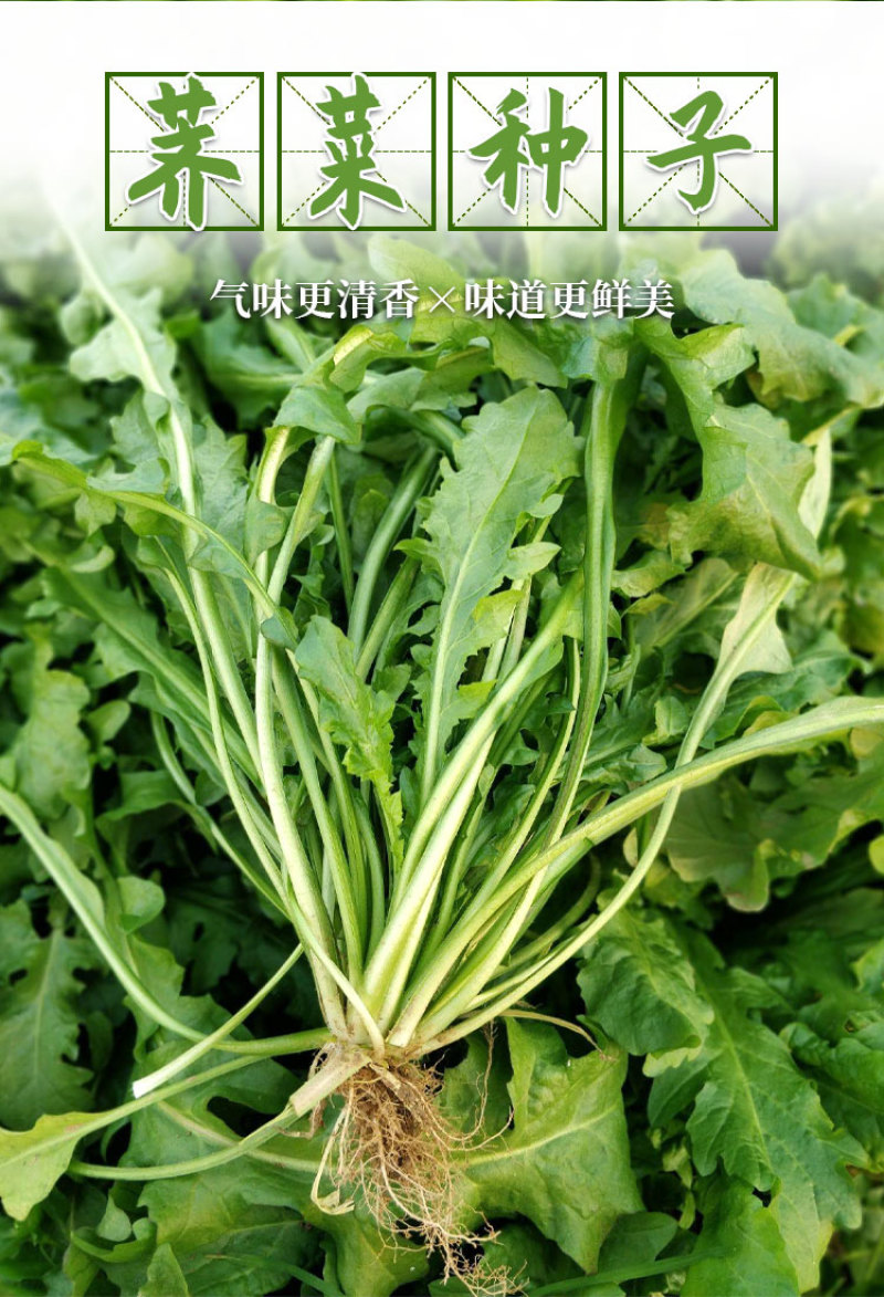 沃蔬大叶荠菜种子野生荠菜野菜地菜种籽蔬菜种子大田种子