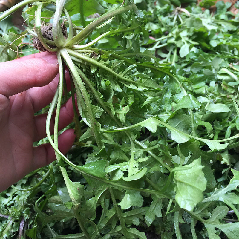 沃蔬大叶荠菜种子野生荠菜野菜地菜种籽蔬菜种子大田种子