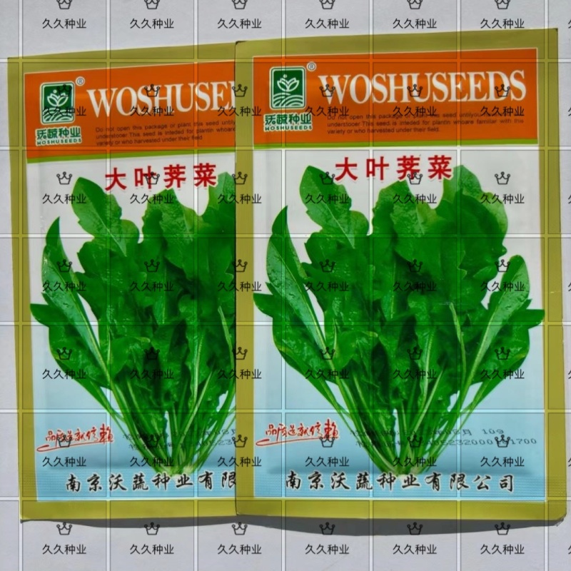 沃蔬大叶荠菜种子野生荠菜野菜地菜种籽蔬菜种子大田种子