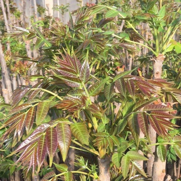 山阳三号香椿种子高产耐寒抗旱红油香铃子庭院阳台四季播蔬菜