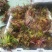 山阳三号香椿种子高产耐寒抗旱红油香铃子庭院阳台四季播蔬菜