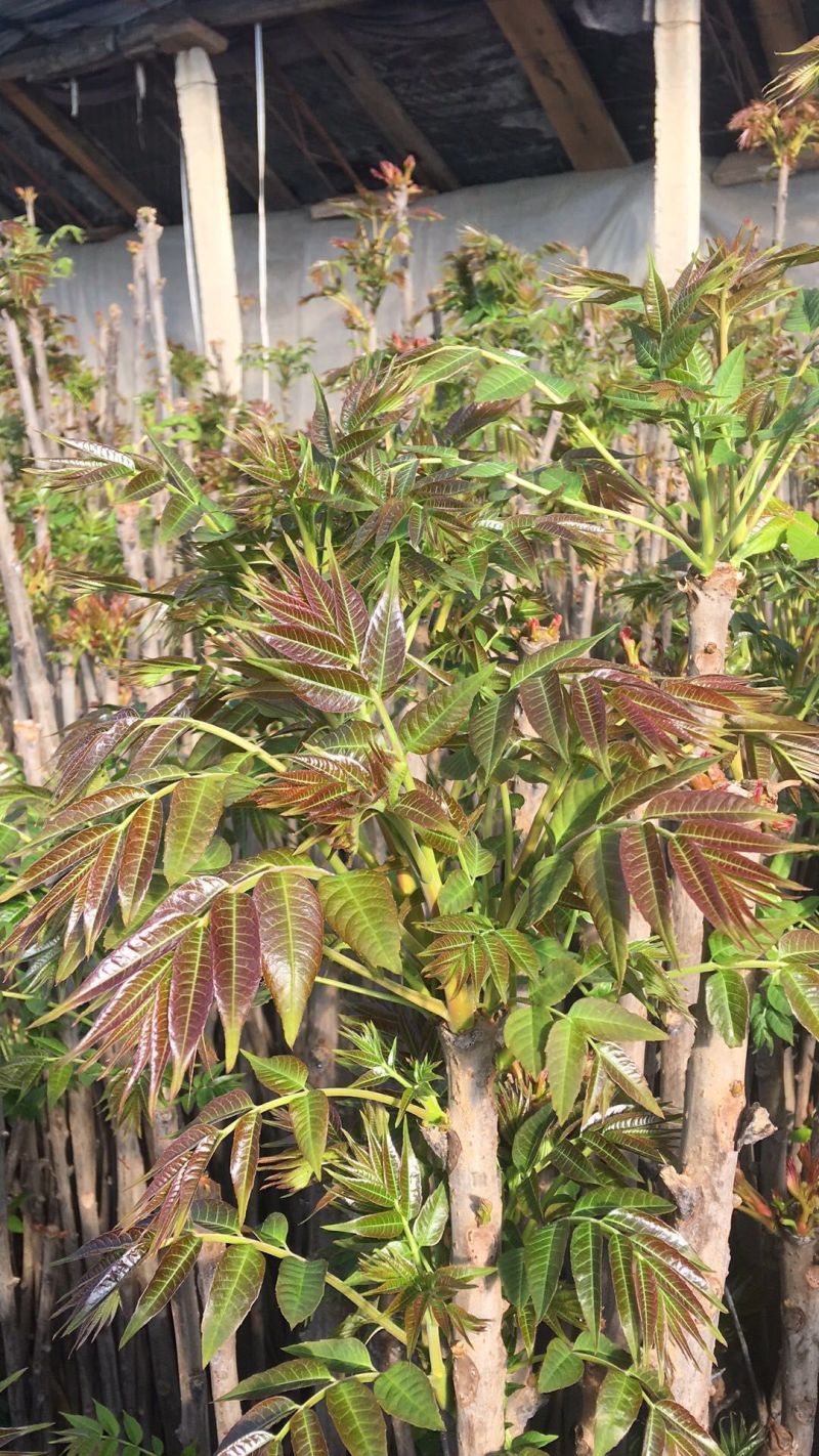 山阳三号香椿种子高产耐寒抗旱红油香铃子庭院阳台四季播蔬菜