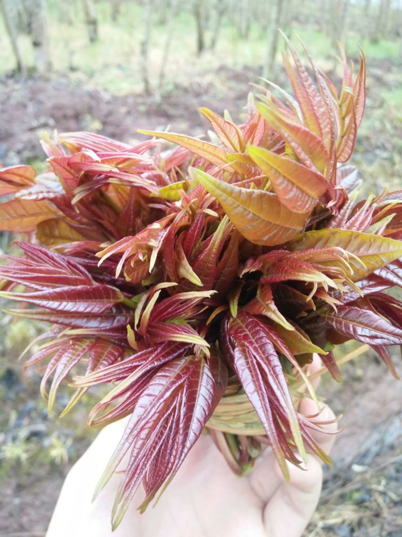 山阳三号香椿种子高产耐寒抗旱红油香铃子庭院阳台四季播蔬菜