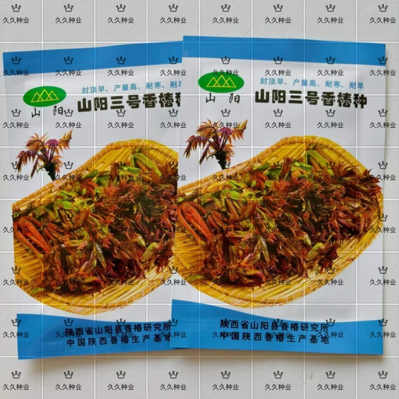 山阳三号香椿种子高产耐寒抗旱红油香铃子庭院阳台四季播蔬菜