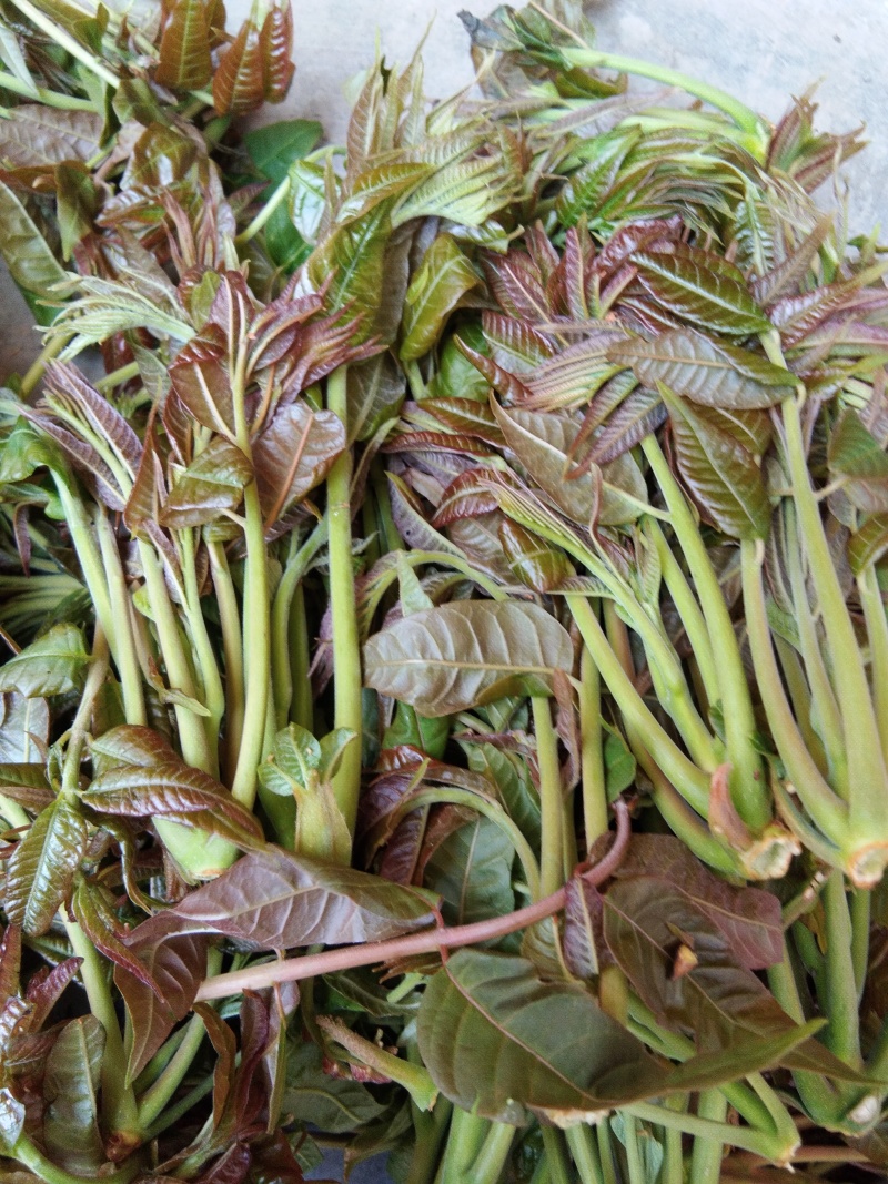 山阳三号香椿种子高产耐寒抗旱红油香铃子庭院阳台四季播蔬菜