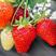 草莓种子四季播种奶油草莓室内阳台盆栽家庭阳台蔬菜水果