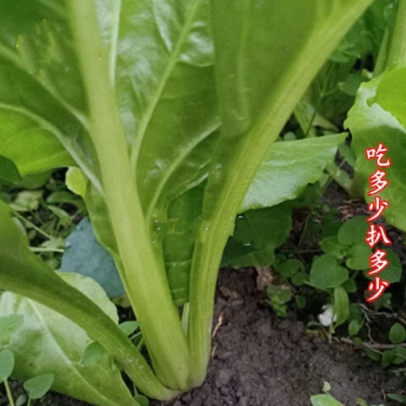 根达菜种子牛皮菜莙荙菜擗菜籽厚皮菜阳台盆栽小菜园露天蔬菜
