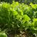 根达菜种子牛皮菜莙荙菜擗菜籽厚皮菜阳台盆栽小菜园露天蔬菜