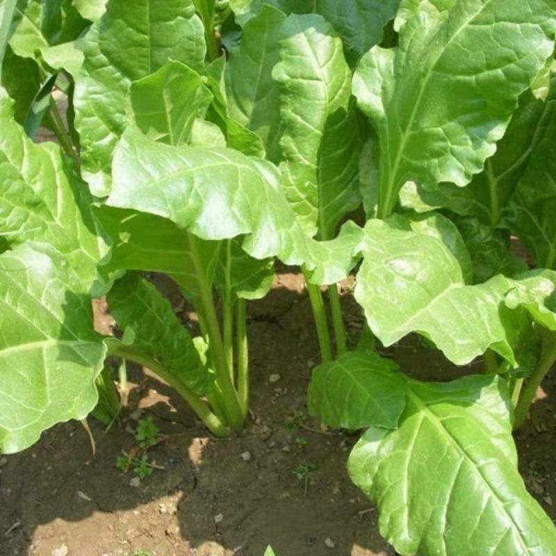 根达菜种子牛皮菜莙荙菜擗菜籽厚皮菜阳台盆栽小菜园露天蔬菜