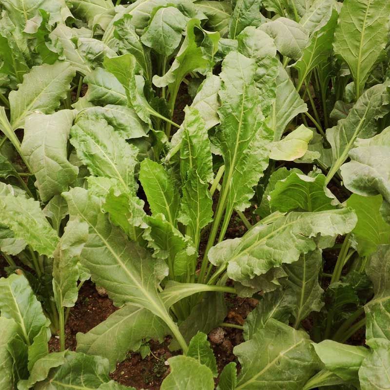 根达菜种子牛皮菜莙荙菜擗菜籽厚皮菜阳台盆栽小菜园露天蔬菜