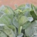 澄优6号大芯芥兰筷甜竹芥菜棒菜酸菜泡菜大叶四季种植蔬菜种