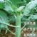 澄优6号大芯芥兰筷甜竹芥菜棒菜酸菜泡菜大叶四季种植蔬菜种