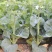 澄优6号大芯芥兰筷甜竹芥菜棒菜酸菜泡菜大叶四季种植蔬菜种