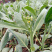 澄优6号大芯芥兰筷甜竹芥菜棒菜酸菜泡菜大叶四季种植蔬菜种