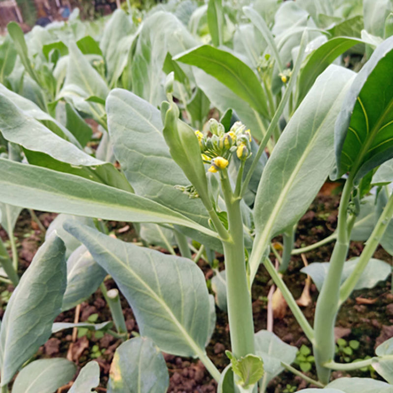 澄优6号大芯芥兰筷甜竹芥菜棒菜酸菜泡菜大叶四季种植蔬菜种