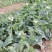 澄优6号大芯芥兰筷甜竹芥菜棒菜酸菜泡菜大叶四季种植蔬菜种
