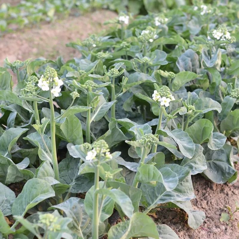 澄优6号大芯芥兰筷甜竹芥菜棒菜酸菜泡菜大叶四季种植蔬菜种