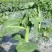 澄优6号大芯芥兰筷甜竹芥菜棒菜酸菜泡菜大叶四季种植蔬菜种