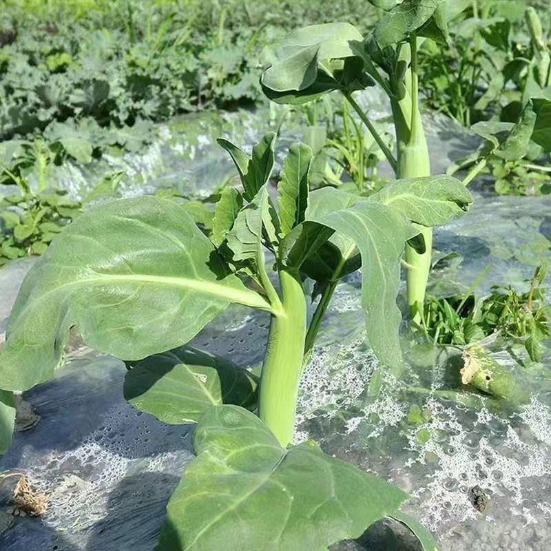 澄优6号大芯芥兰筷甜竹芥菜棒菜酸菜泡菜大叶四季种植蔬菜种