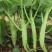 澄优6号大芯芥兰筷甜竹芥菜棒菜酸菜泡菜大叶四季种植蔬菜种