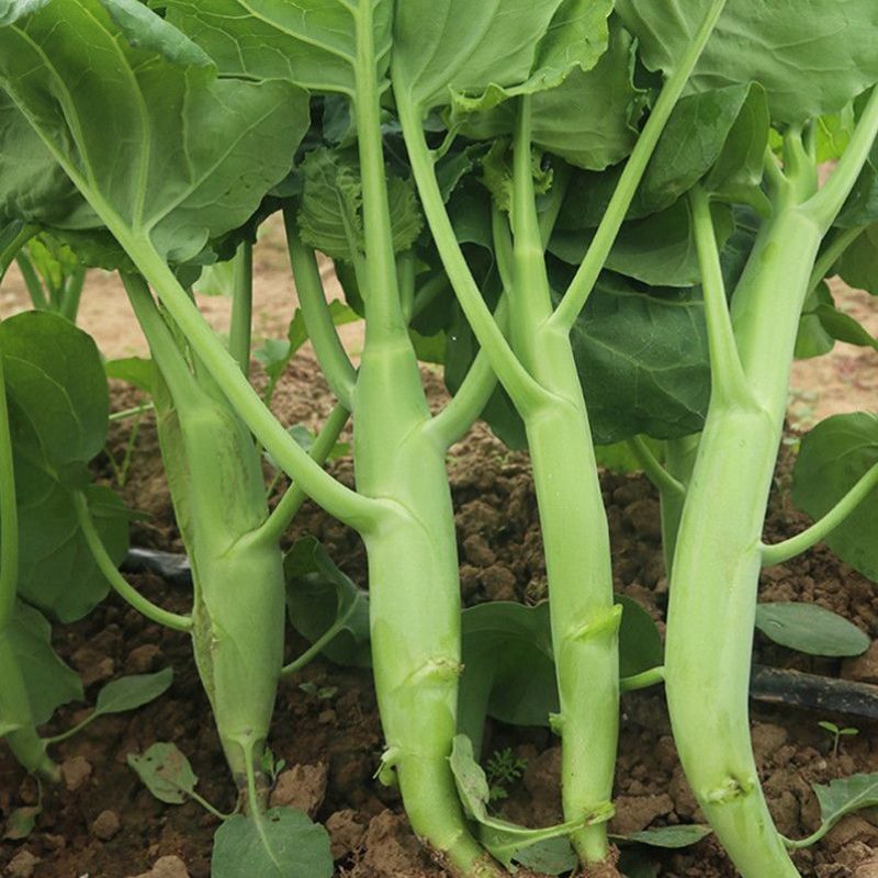 澄优6号大芯芥兰筷甜竹芥菜棒菜酸菜泡菜大叶四季种植蔬菜种