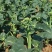 澄优6号大芯芥兰筷甜竹芥菜棒菜酸菜泡菜大叶四季种植蔬菜种