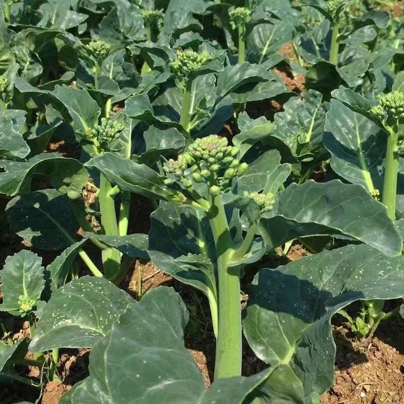 澄优6号大芯芥兰筷甜竹芥菜棒菜酸菜泡菜大叶四季种植蔬菜种