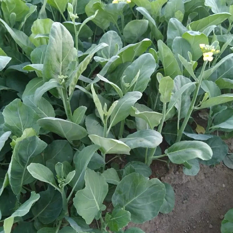 澄优6号大芯芥兰筷甜竹芥菜棒菜酸菜泡菜大叶四季种植蔬菜种