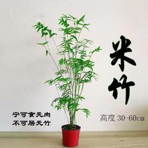 米竹小叶米竹凤尾竹观赏竹盆栽水培植物四季好养常绿客厅室内