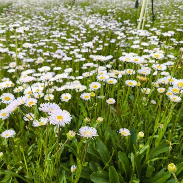 灯盏花种植基地量大价优欢迎选购价格实惠诚信经营