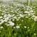 灯盏花种植基地量大价优欢迎选购价格实惠诚信经营