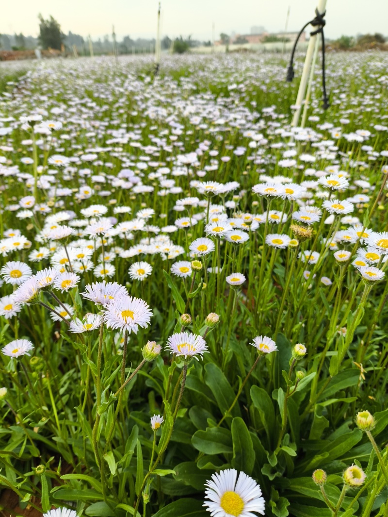 灯盏花种植基地量大价优欢迎选购价格实惠诚信经营