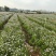 灯盏花种植基地量大价优欢迎选购价格实惠诚信经营