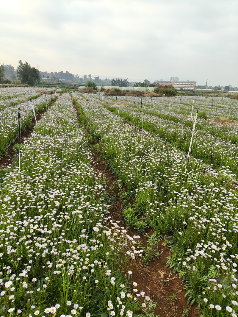 灯盏花种植基地量大价优欢迎选购价格实惠诚信经营