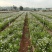 灯盏花种植基地量大价优欢迎选购价格实惠诚信经营