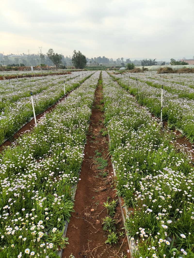 灯盏花种植基地量大价优欢迎选购价格实惠诚信经营
