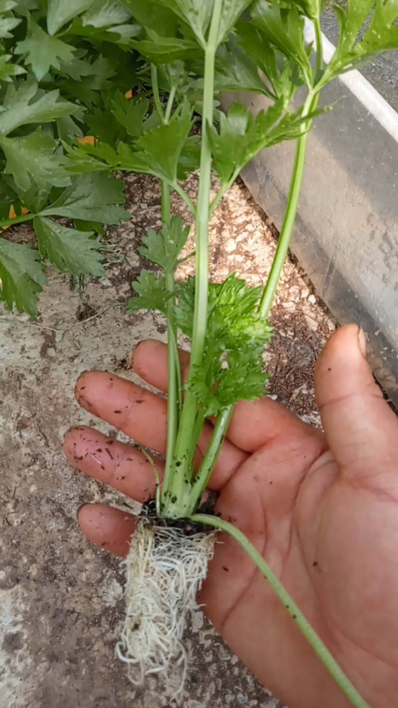 精品西芹王子，带土发货，欢迎各位老板订货