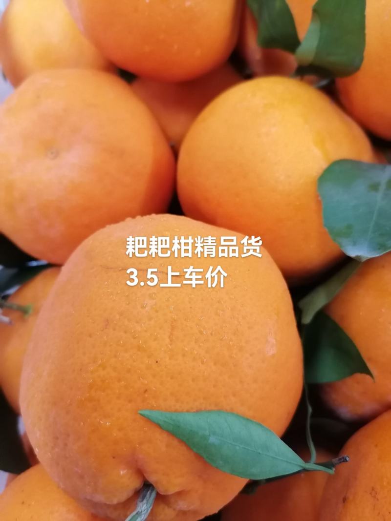 仁寿耙耙柑纯甜。