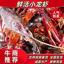 [推荐]小龙虾供应现捕现发清水小龙虾一手货源量大优惠