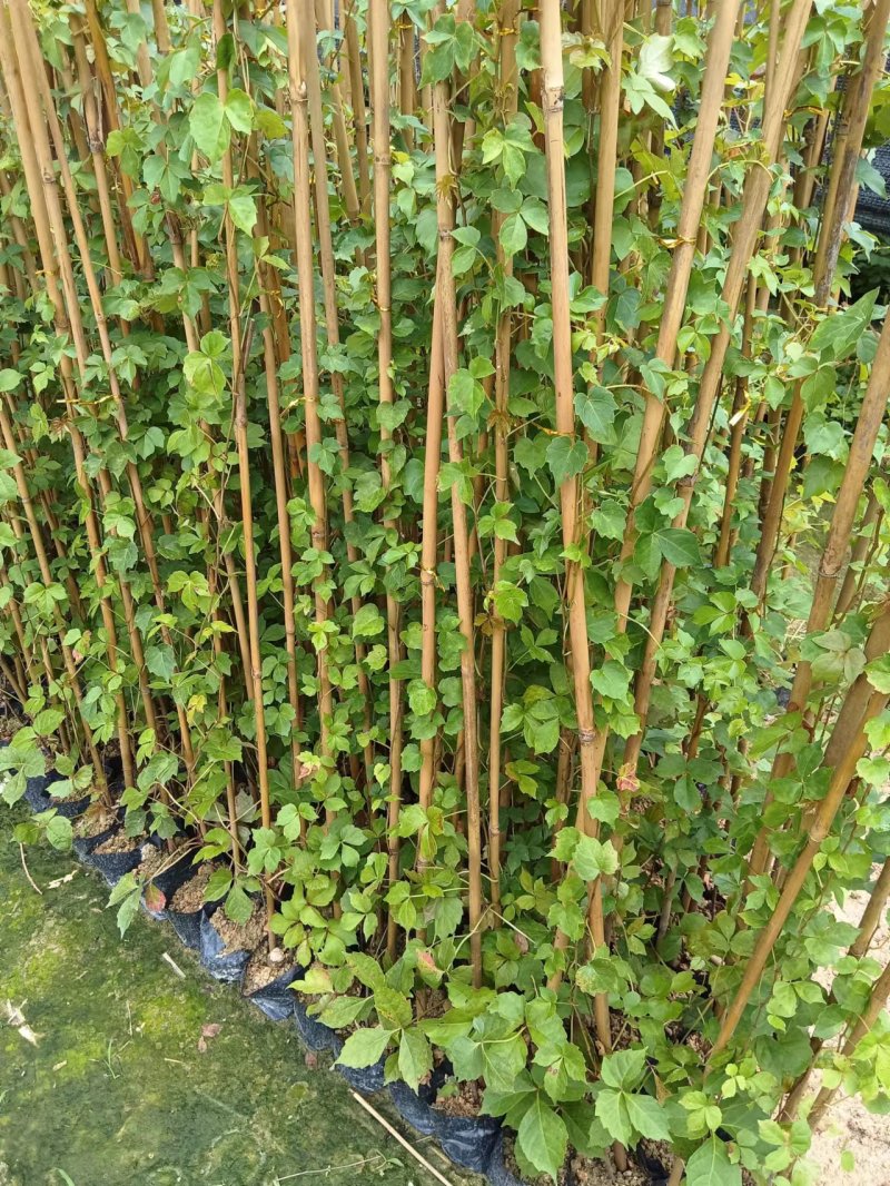 爬山虎承接绿化工程
